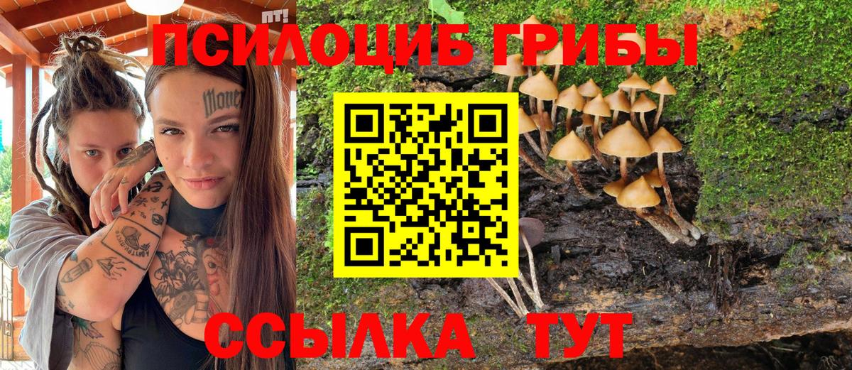 Галлюциногенные грибы Psilocybine cubensis Камышин
